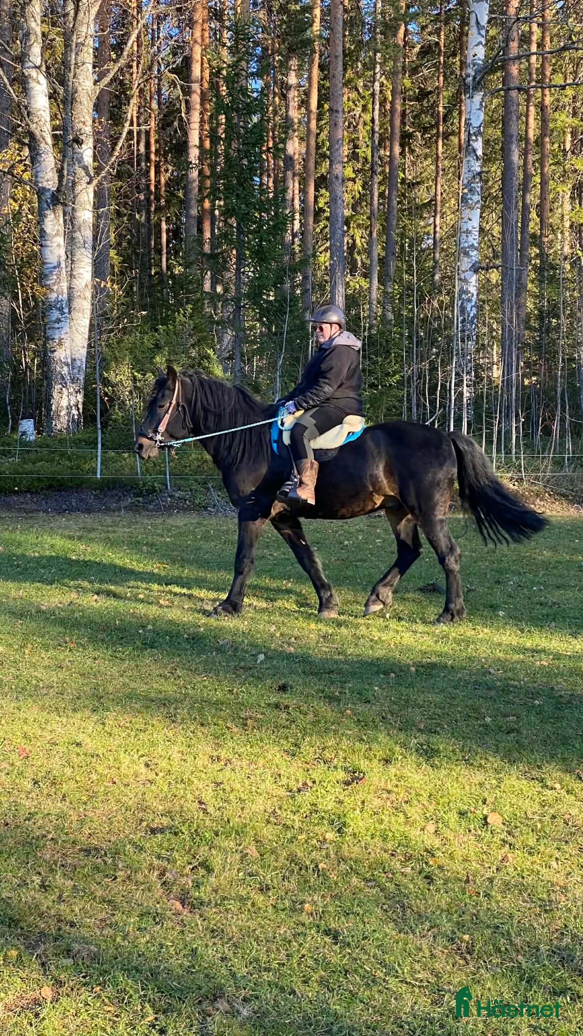  hästar Framåt och Glad valack i Bredbyn - Annons 2