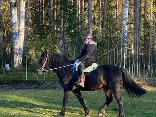 hästar Framåt och Glad valack i Bredbyn - Annons 3