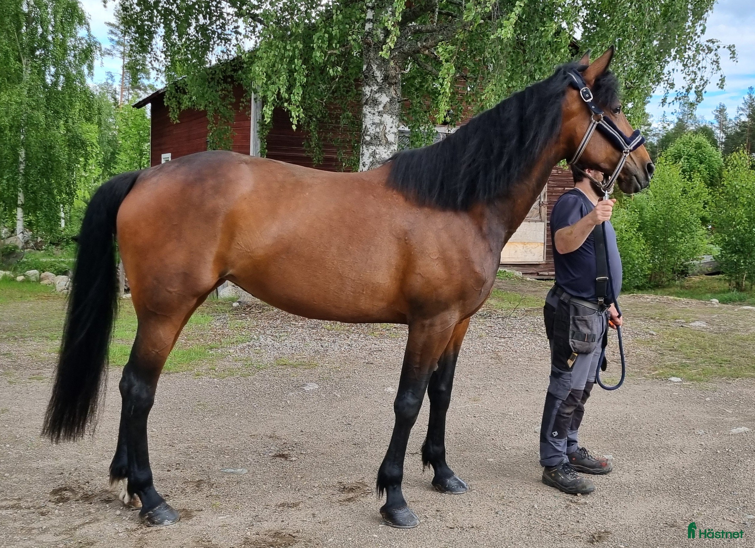  hästar Snällt sto - Annons 1