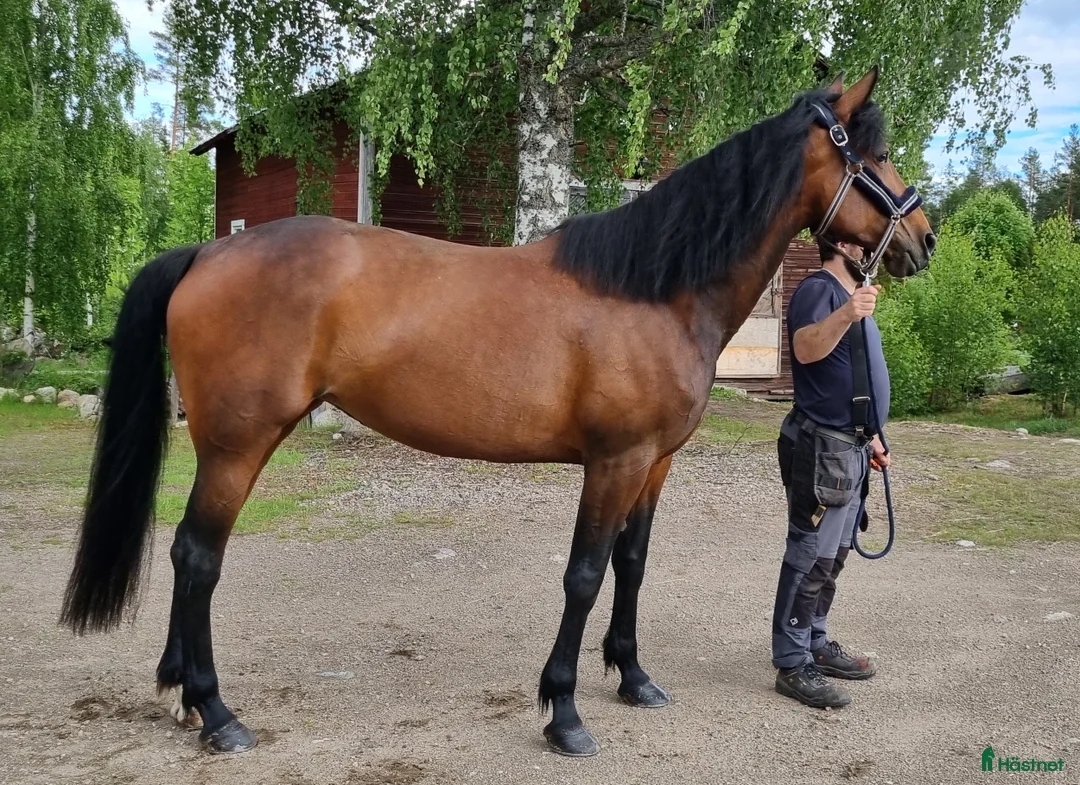 Övrigt hästar till salu: Snällt sto - Annons 1