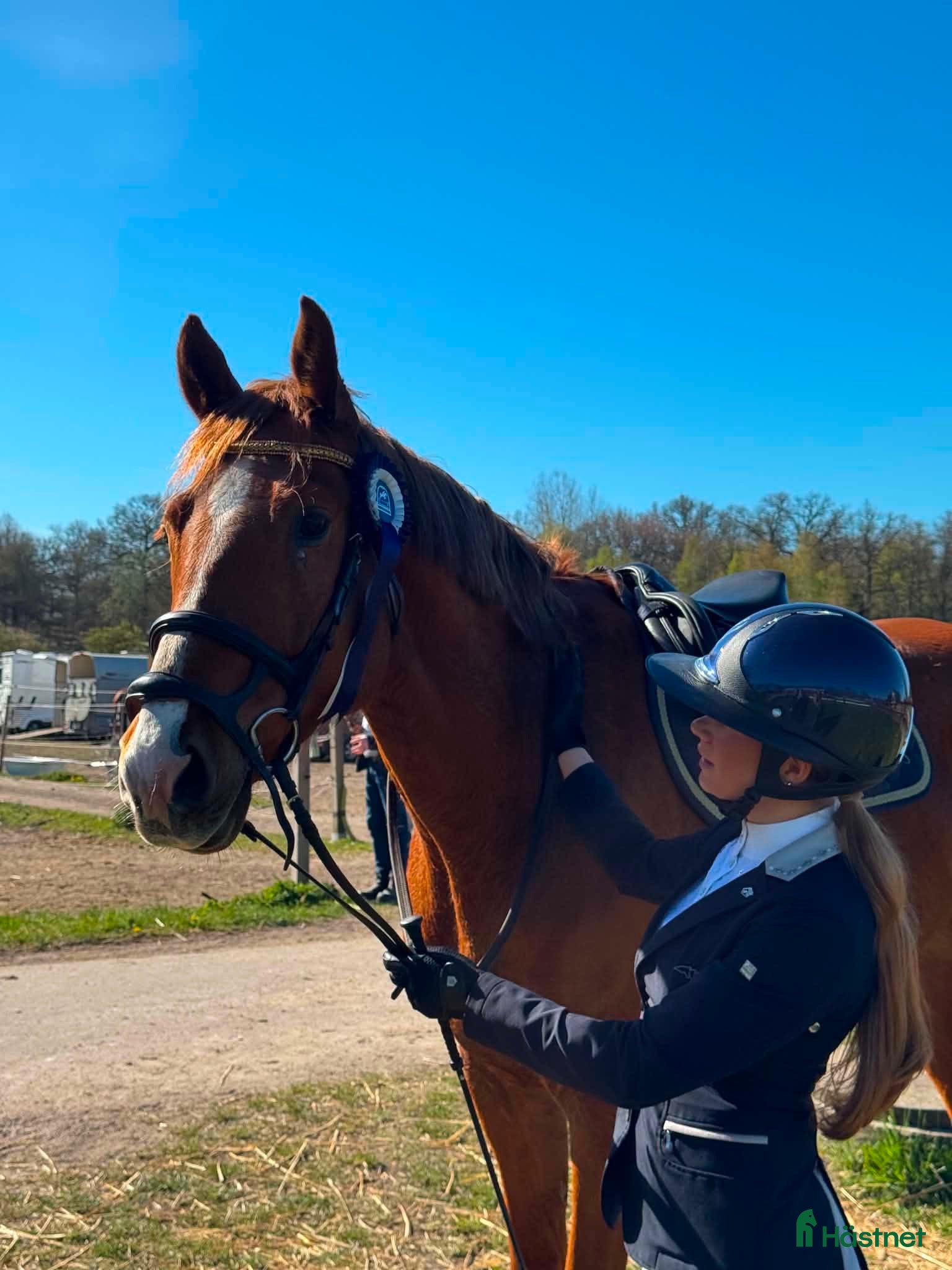 Hoppning hästar till salu: Fin Valack med mycket potential  - Annons 1