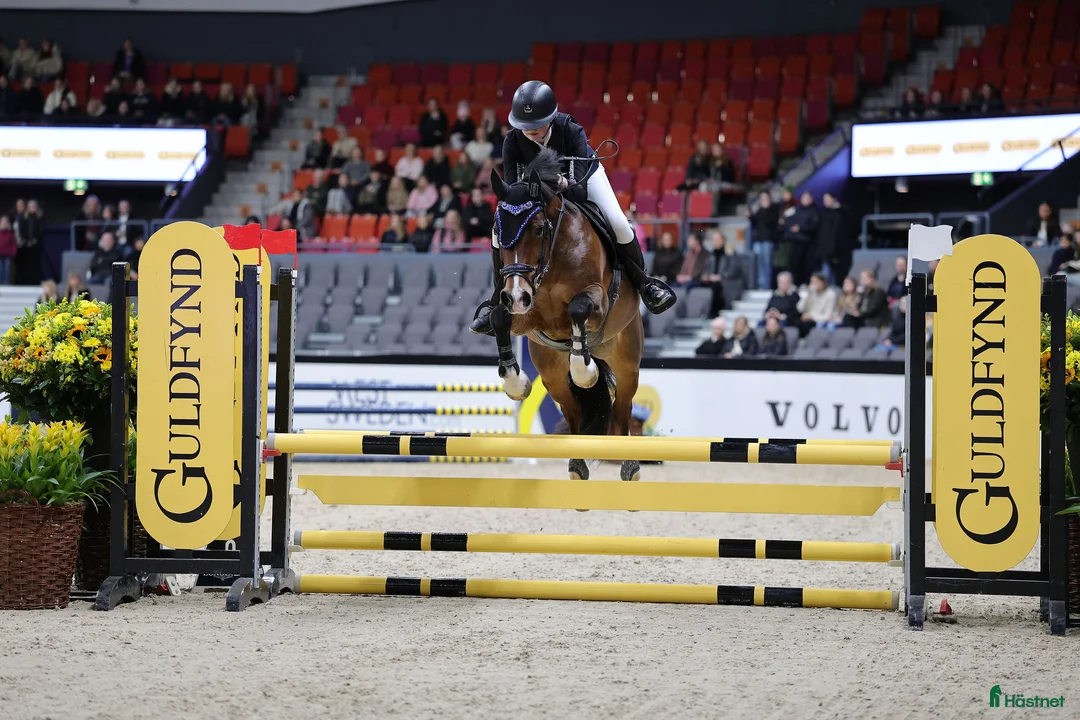 Hoppning hästar till salu: Maxad C-ponny med power och utstrålning  - Annons 1