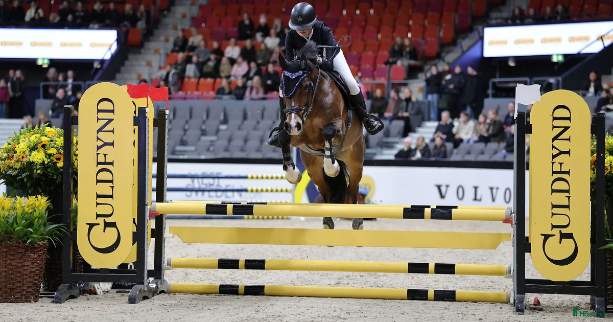 Maxad Maxad C-ponny med power och utstrålning till salu i Sundsvall | Hästnet