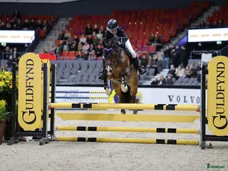 hästar Maxad C-ponny med power och utstrålning - Annons 5