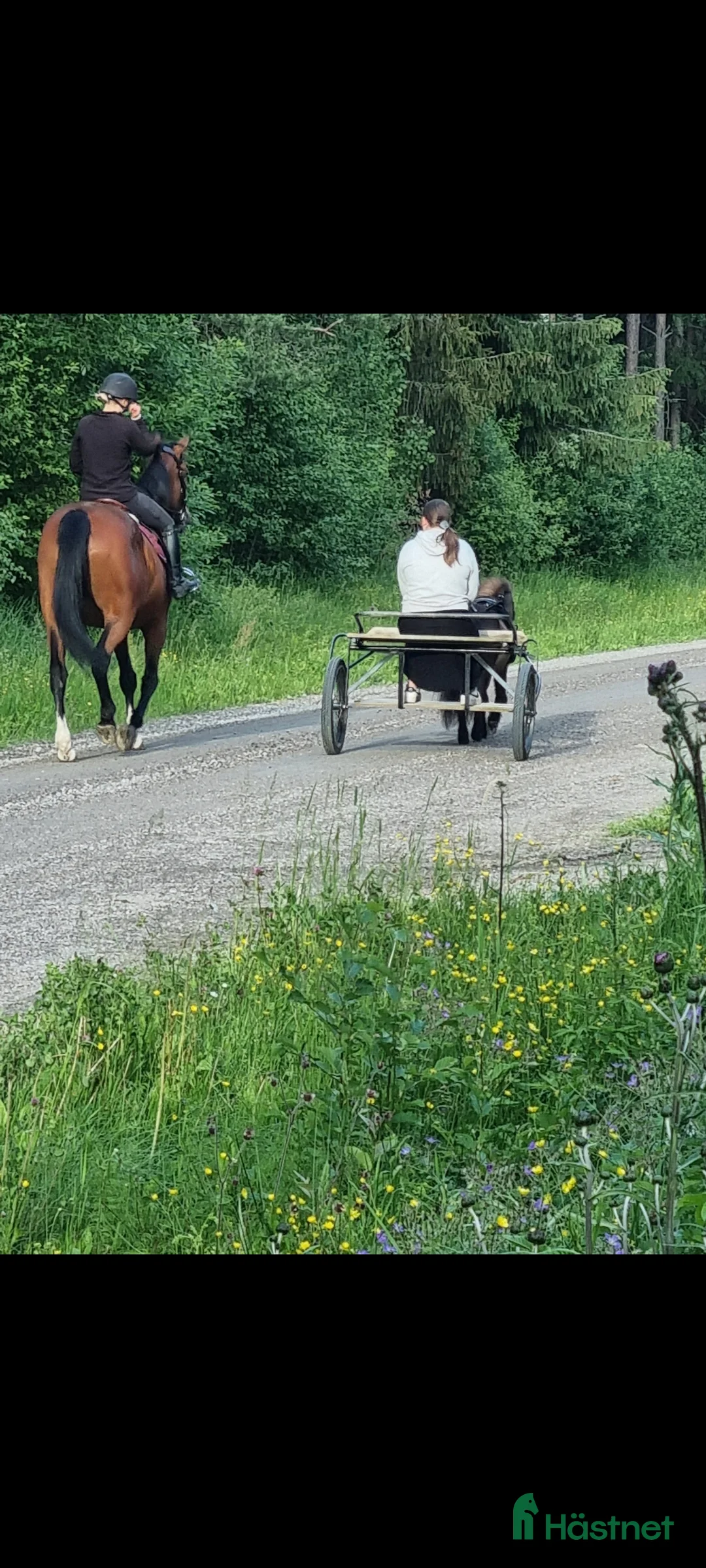 Allround hästar till salu: Snäll Shettishingst med stam. - Annons 2