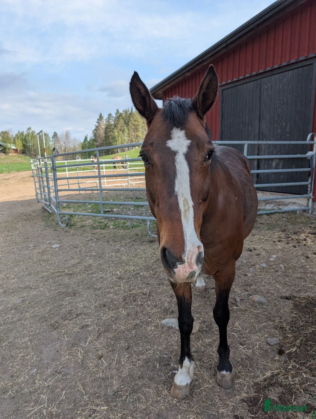 Allround hästar till salu: Pigg läromästare & perfekt mor-/dotterhäst! i Blackstad - Annons 5