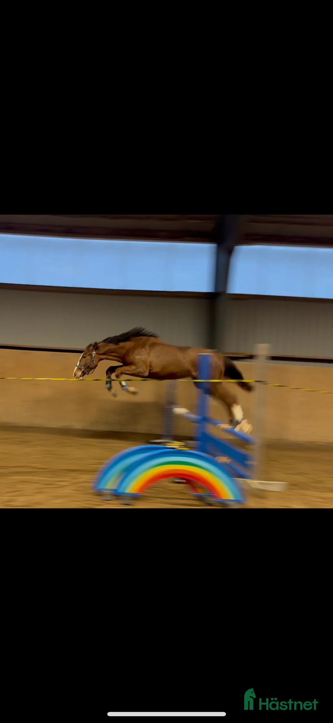 Hoppning hästar till salu: Välstammat hoppsto 2 år i Sundsvall - Annons 2