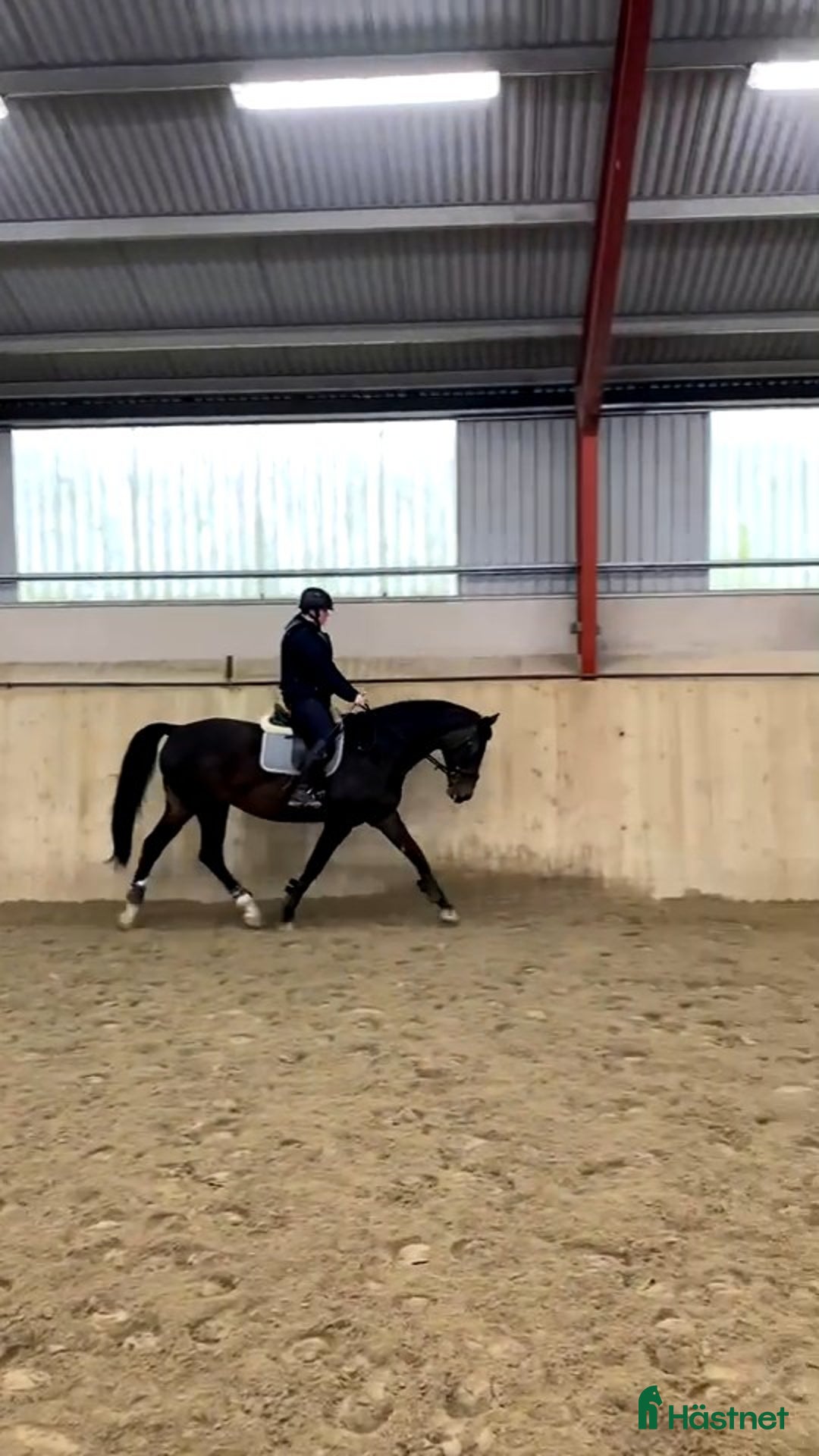 Allround hästar sökes: Foderhäst sökes i Vikbolandet - Annons 3