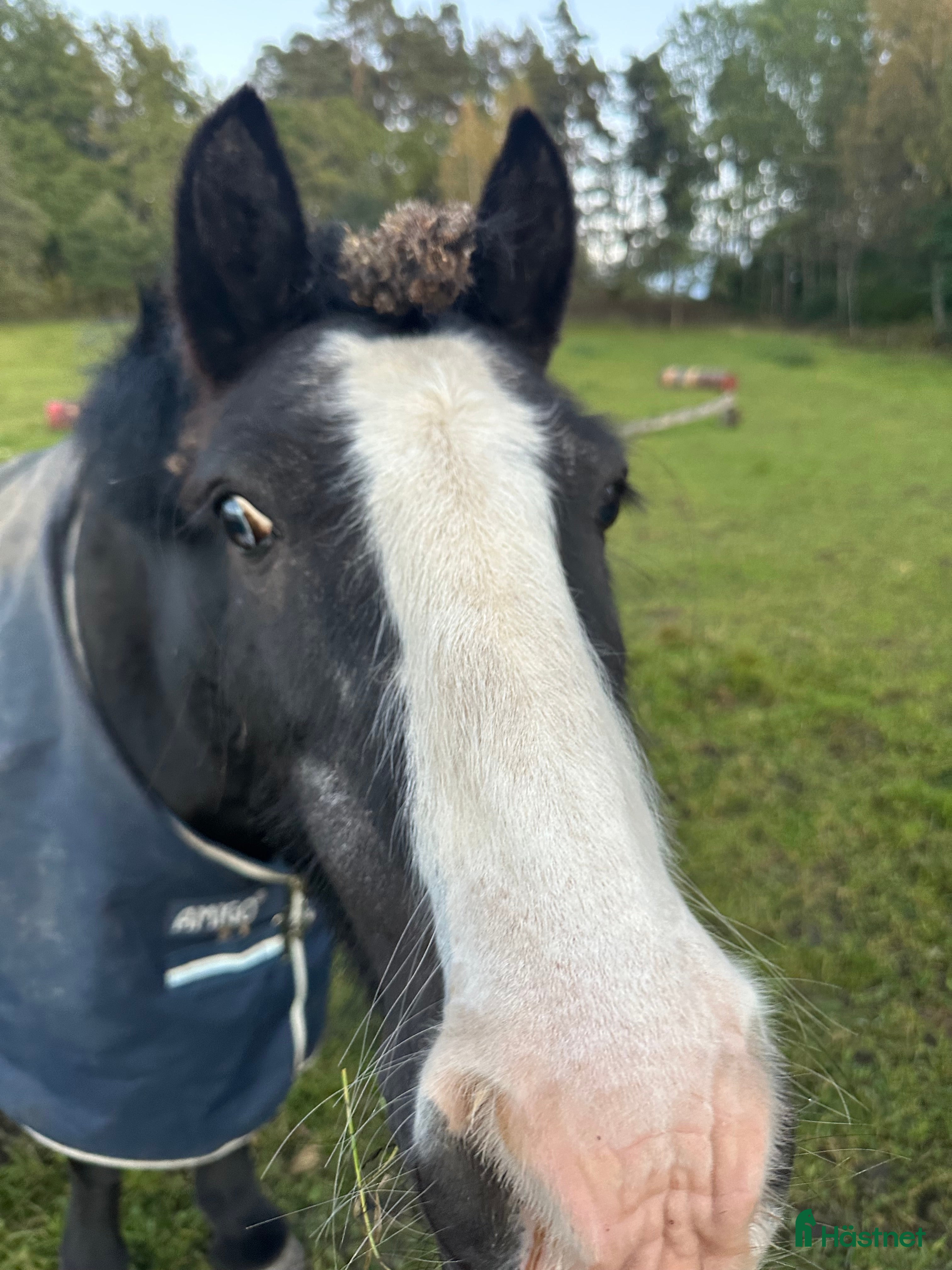  foderhäst Fodervärd till Fantastisk B ponny val. Åkersberga i Åkersberga - Annons 11