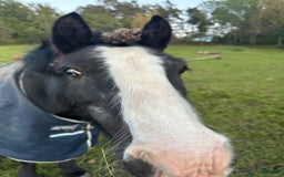  foderhäst finnes: Fodervärd till Fantastisk B ponny val. Åkersberga i Åkersberga - Annons 1