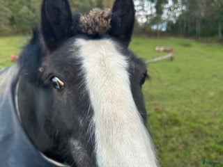 foderhäst Fodervärd till Fantastisk B ponny val. Åkersberga i Åkersberga - Annons 11