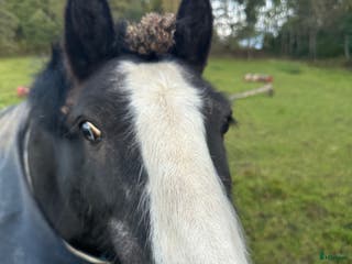 foderhäst Fodervärd till Fantastisk B ponny val. Åkersberga i Åkersberga - Annons 6