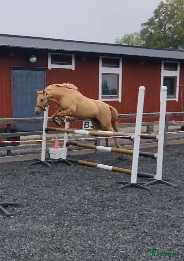  hästar Ponny till dressyr,  hopp eller fälttävlan  - Annons 1