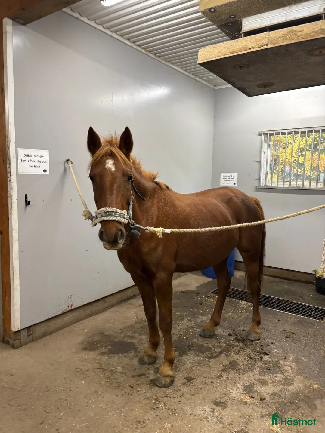 Allround hästar till salu: D-ponny sto - Annons 2