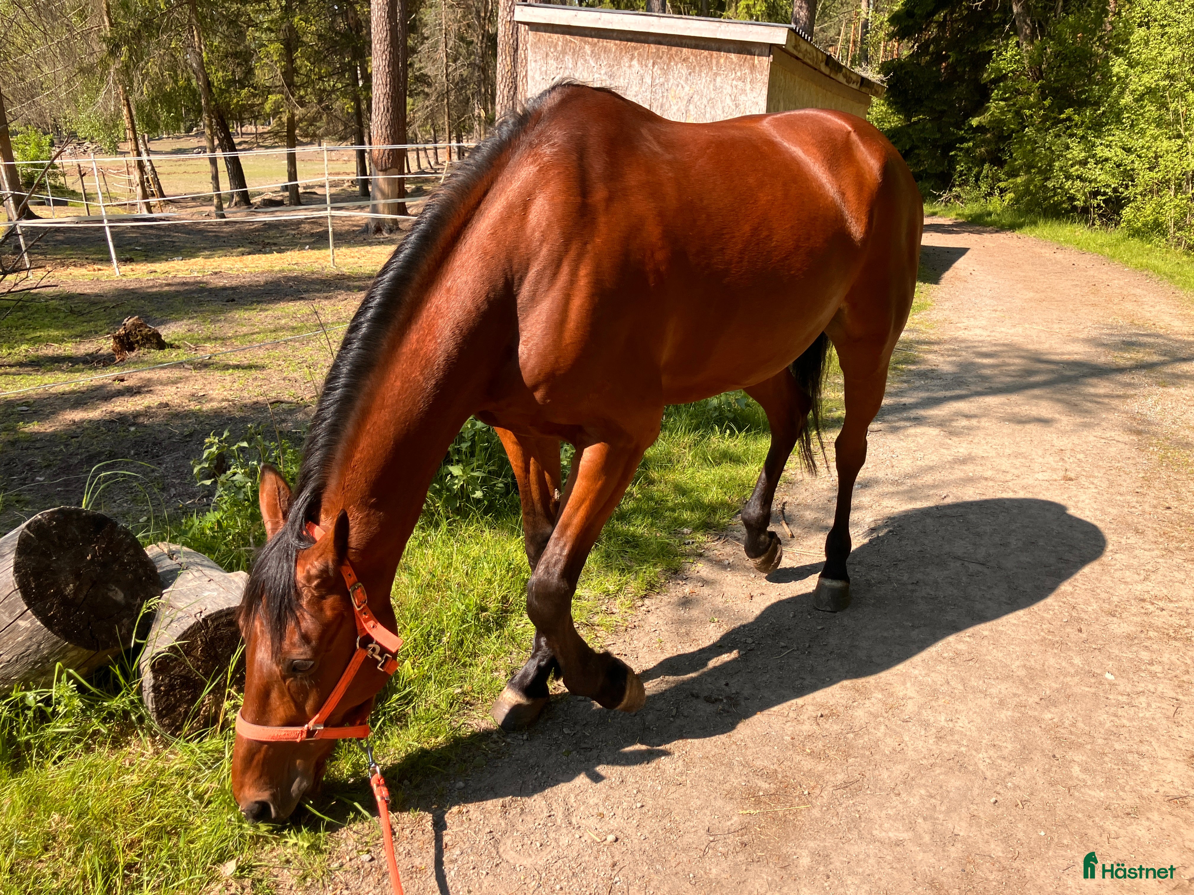  medryttarhäst sökes: Hästskötare, Stockholm norrort i Täby - Annons 17