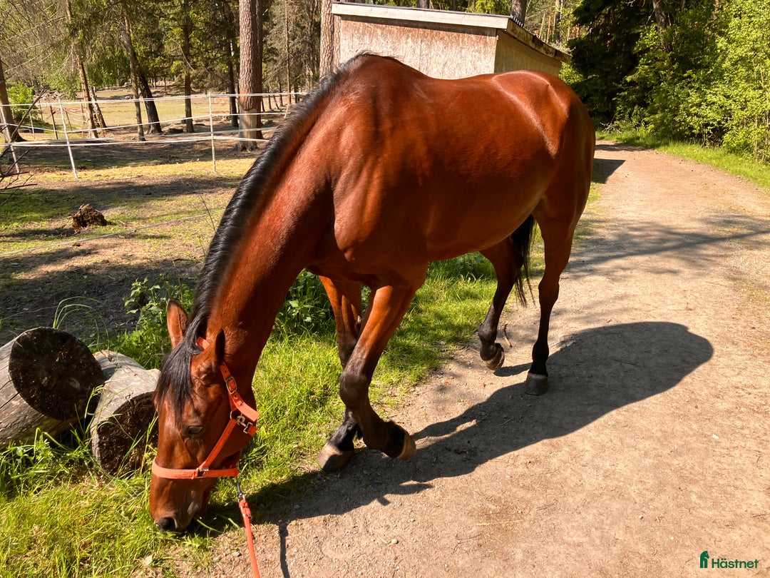  medryttarhäst sökes: Hästskötare, Stockholm norrort i Täby - Annons 1