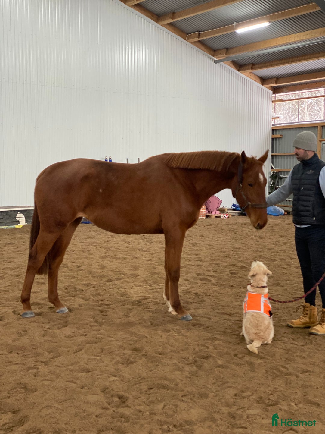 Hoppning hästar till salu: Nyfiken och socialt sto i Björköby - Annons 3
