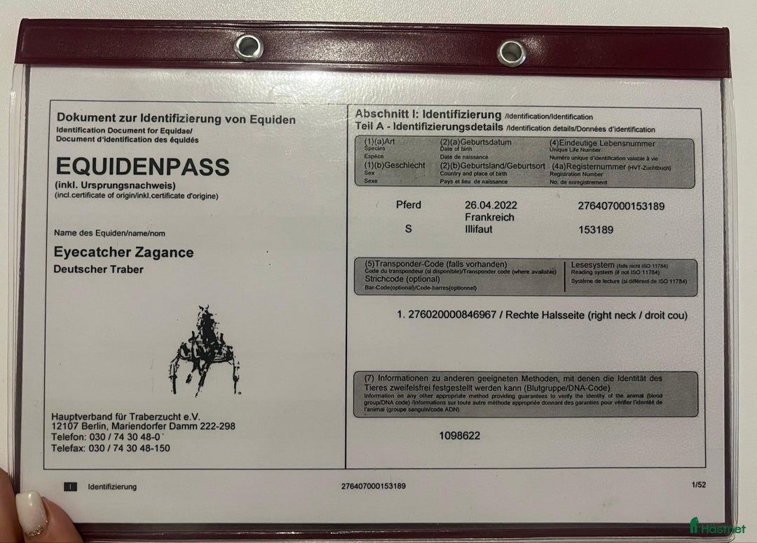 Trav hästar till salu: URGENTLY For sale against bid or leasing i Malmö - Annons 9
