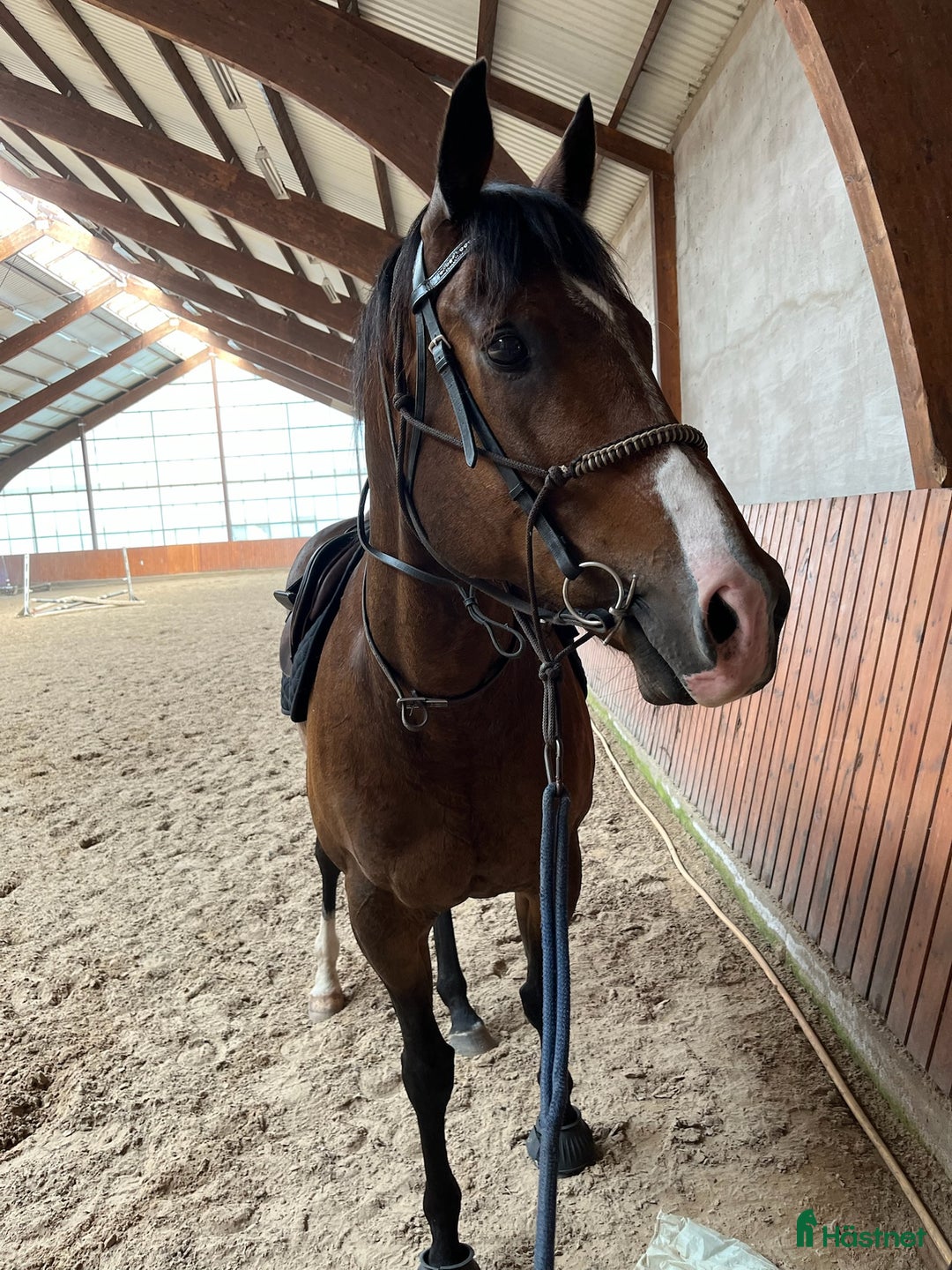 Allround hästar till salu: Zalazar – vackert fullblod med stor potential i Veddige - Annons 7