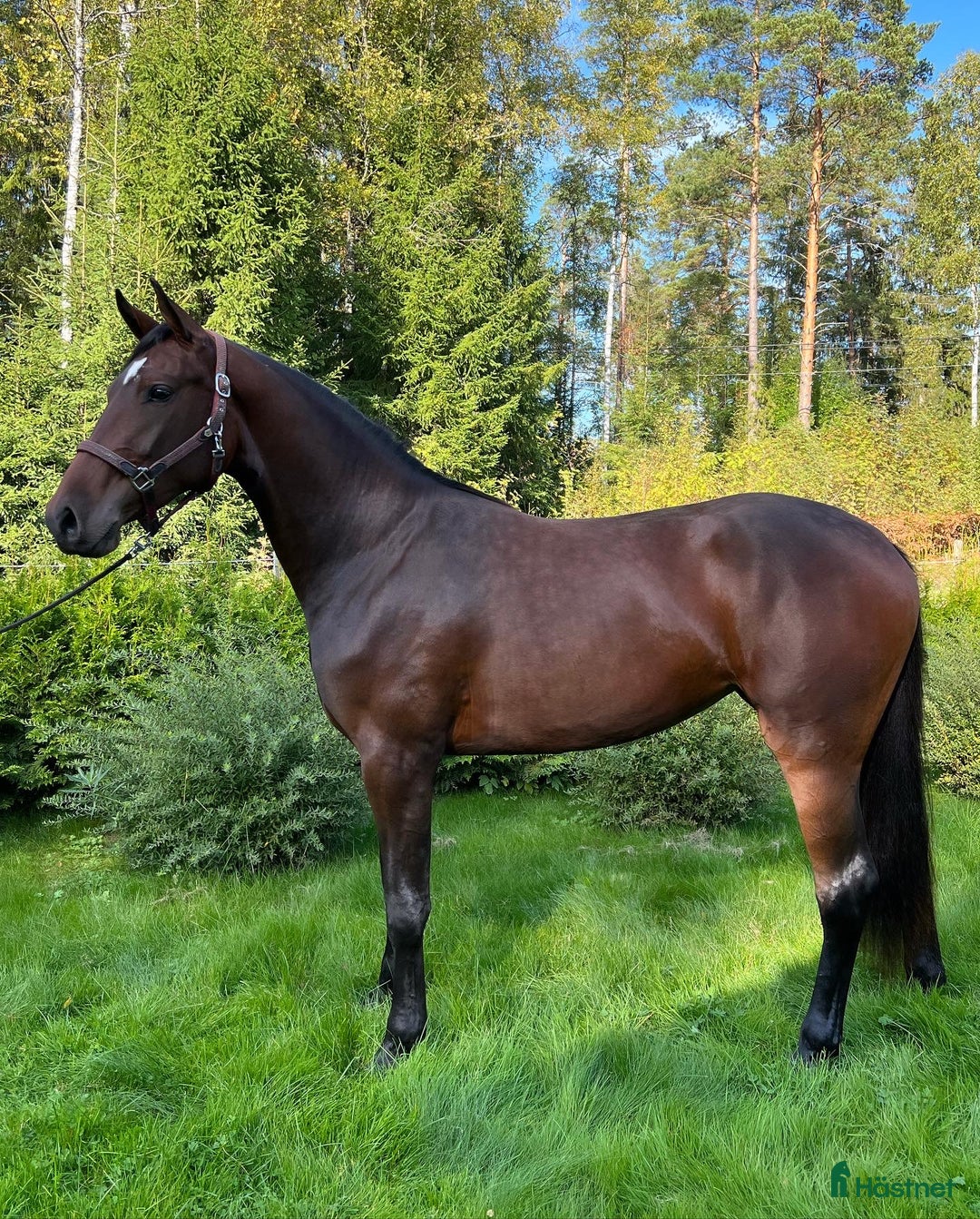 Hoppning hästar till salu: Snygg kille för framtiden i Säter - Annons 6
