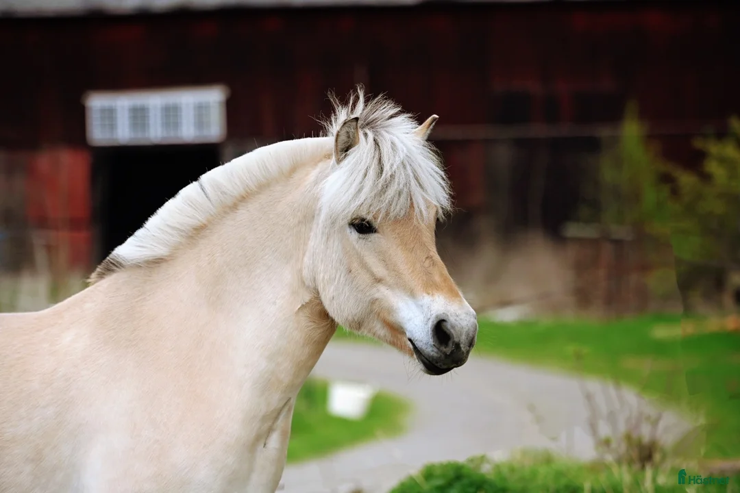 Allround hästar till salu: Fantastiskt fjordsto i Karlstad - Annons 2