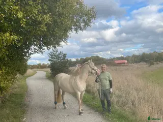 hästservice Sommarbete till sto sökes - Annons 6