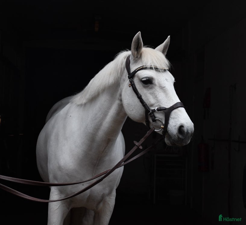  hästar Bombsäker höjdhoppare! i Kalmar - Annons 9