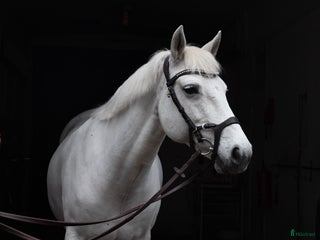 hästar Bombsäker höjdhoppare! i Kalmar - Annons 17