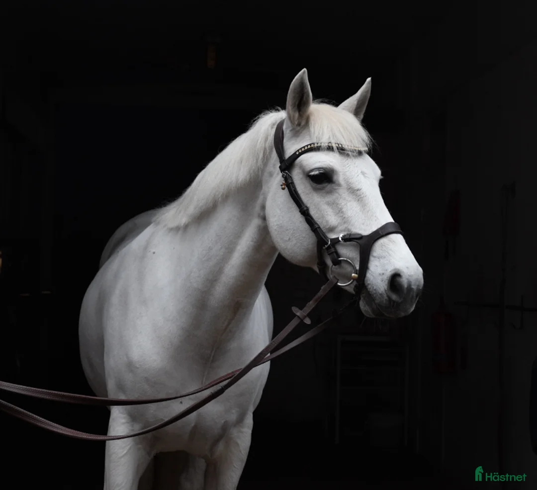 Hoppning hästar till salu: Bombsäker höjdhoppare! i Kalmar - Annons 1