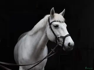 hästar Bombsäker höjdhoppare! i Kalmar - Annons 9