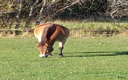 Trav hästar till salu: Spjutbo Ragnar  i Lövstabruk - Bild 5