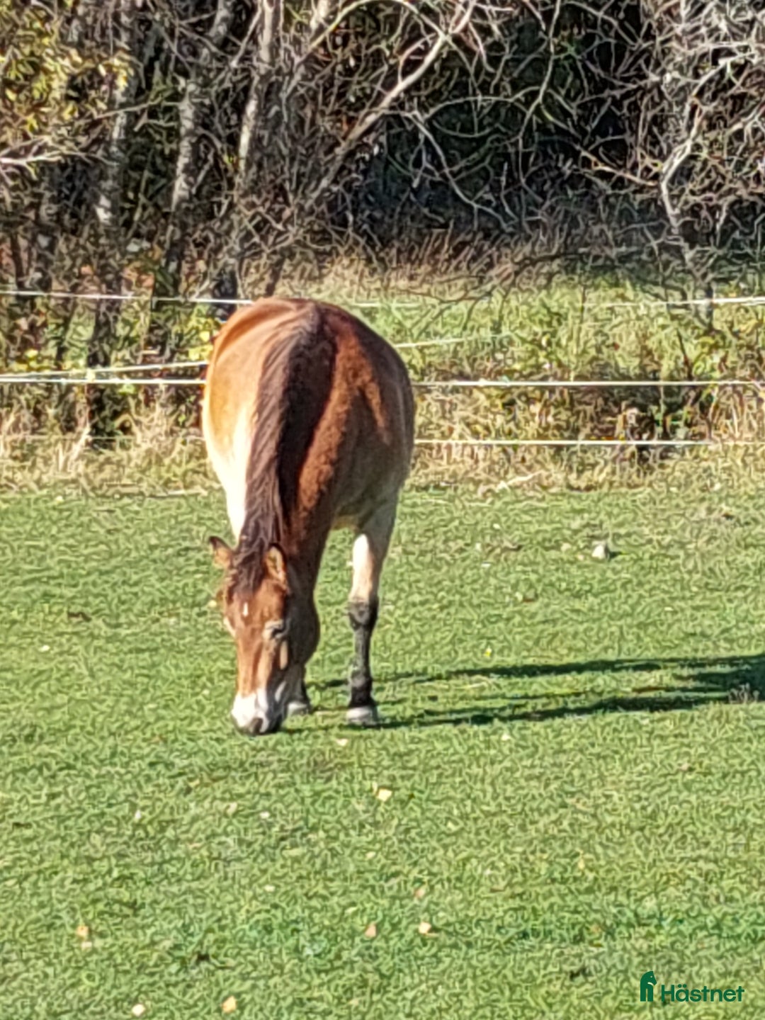 Trav hästar till salu: Spjutbo Ragnar  i Lövstabruk - Annons 5