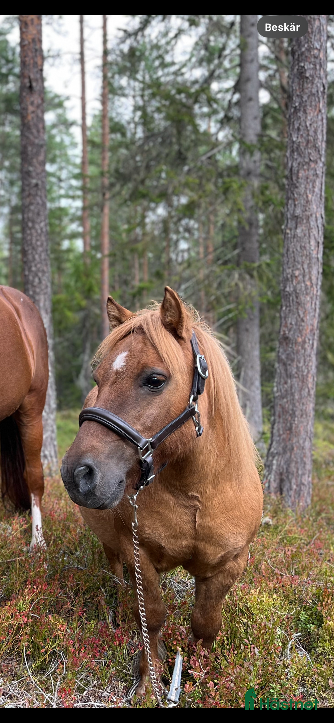 Övrigt hästar till salu: Världens mesta Isor  i Söderhamn - Annons 4