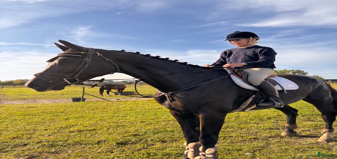 Galleribild {{count}}