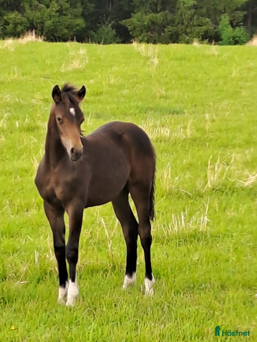 Allround hästar till salu: Welsh partbred sto i Tidaholm - Annons 2