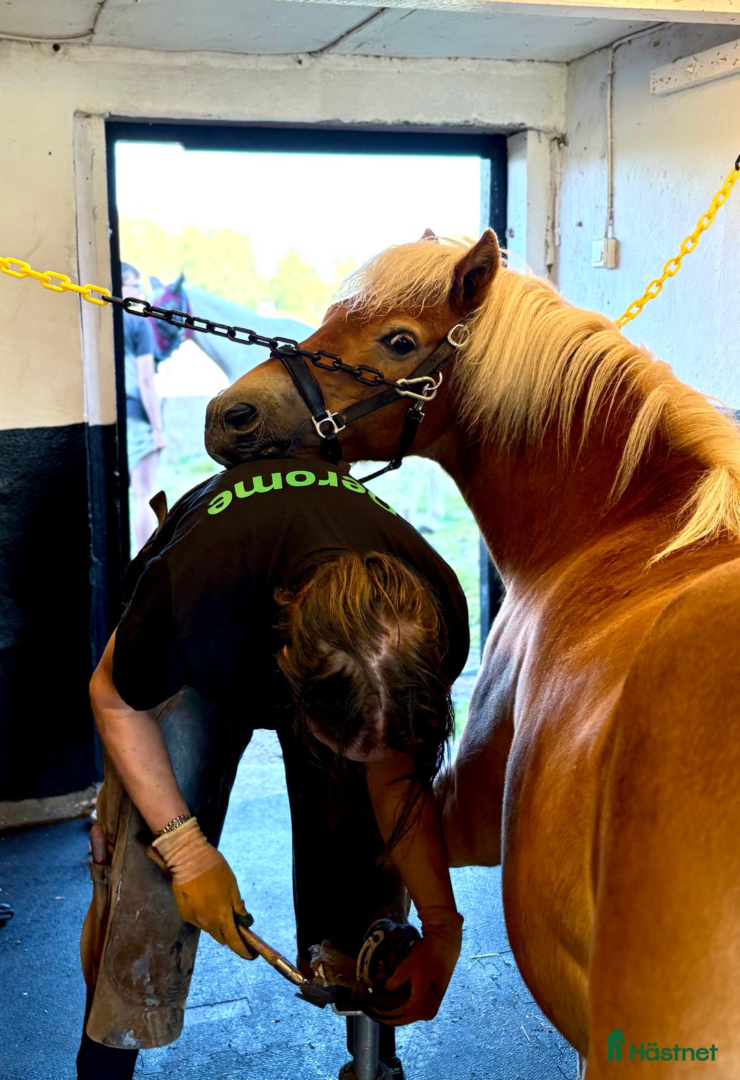 Allround hästar till salu: Sockersöt ponny med stor personlighet i Markaryd - Annons 2