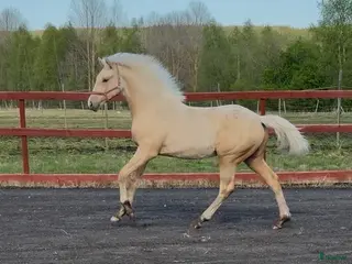 hästar SWB-hingst född 2025, Racoon-Zafferano - Annons 1