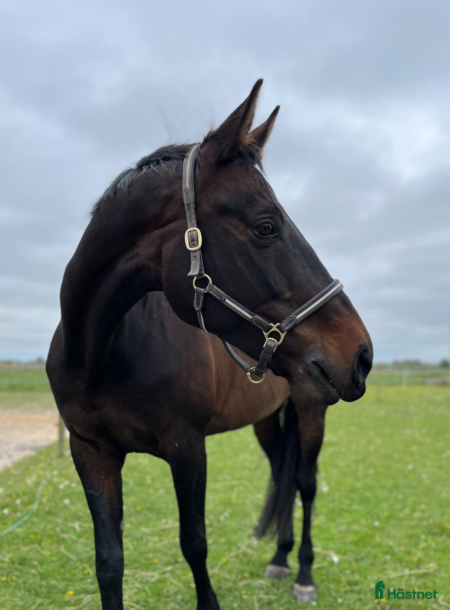  hästar Fantastisk läromästare - Annons 1