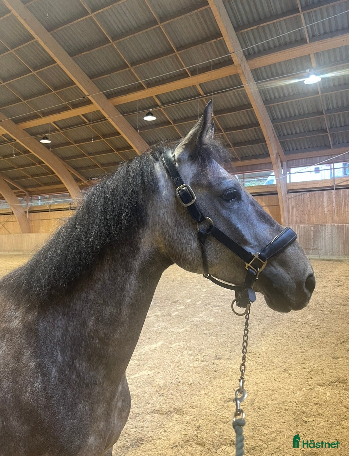 Hoppning hästar till salu: Häftig ponny  - Annons 1