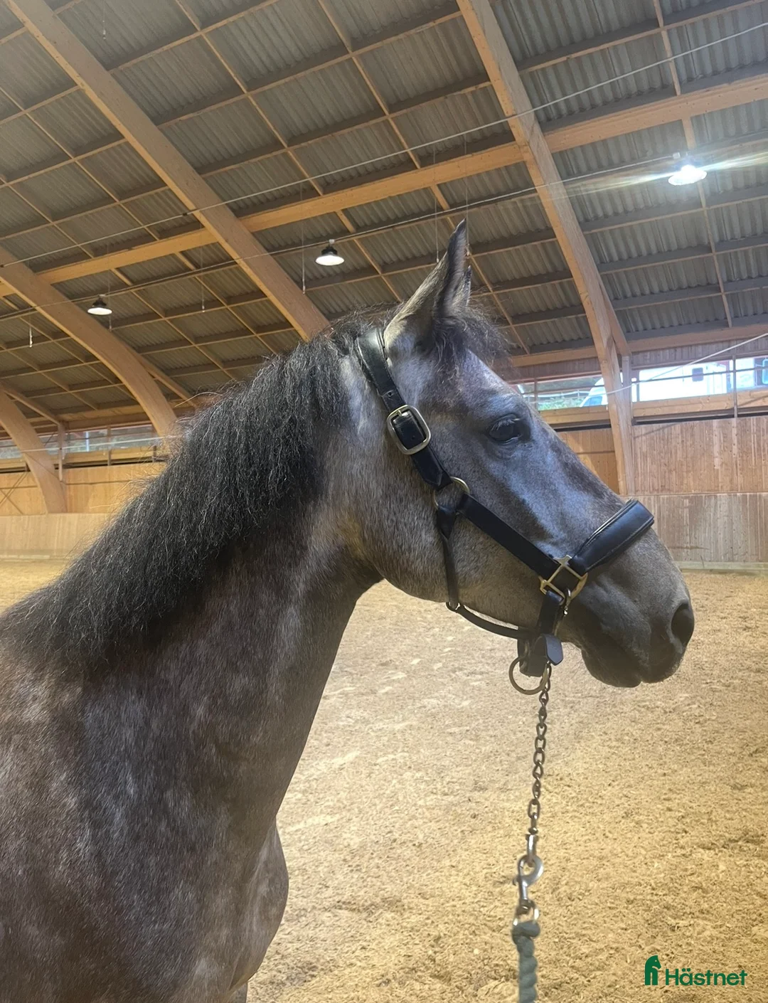 Hoppning hästar till salu: Häftig ponny  - Annons 1