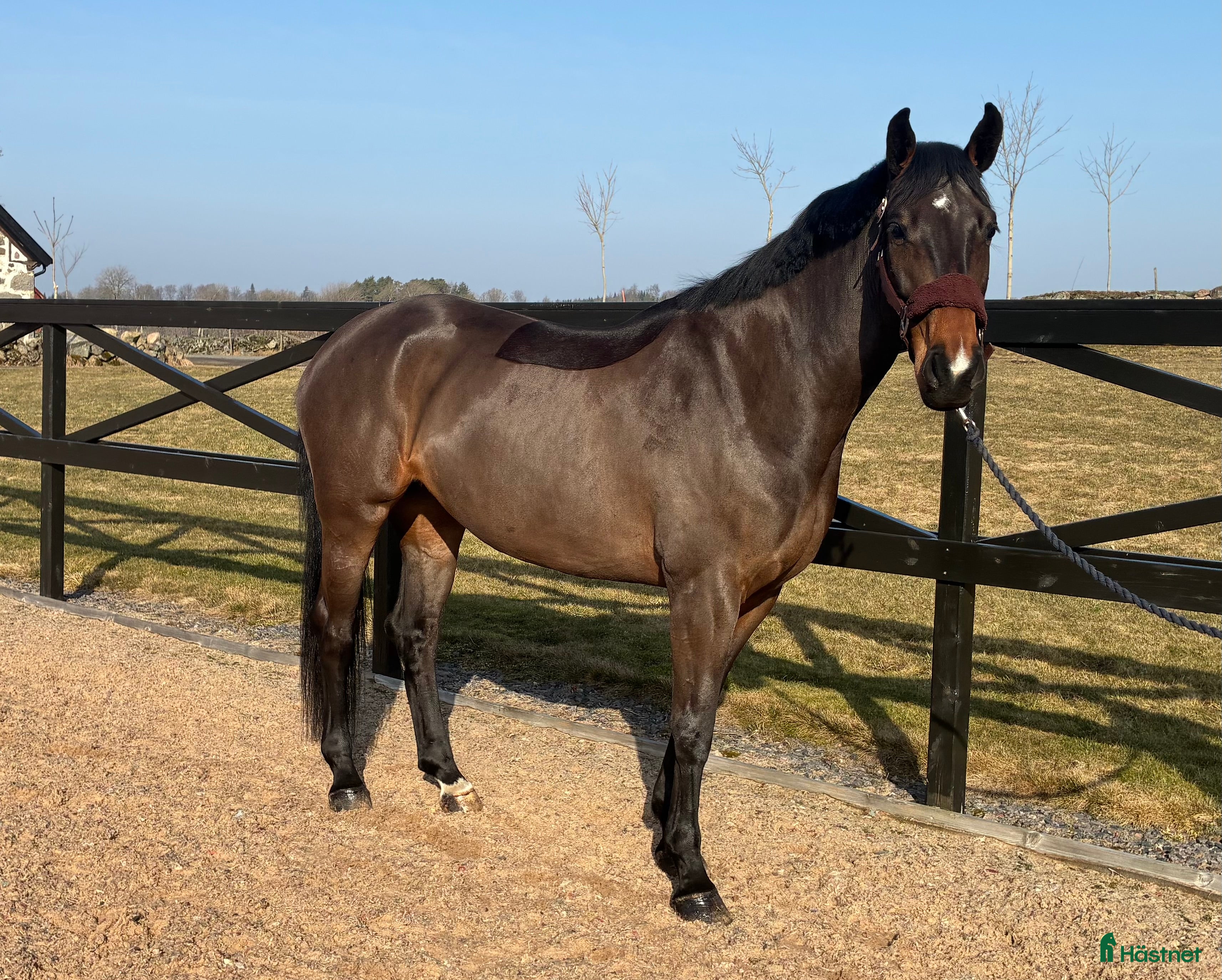  hästar 5 årigt SWB - Annons 4