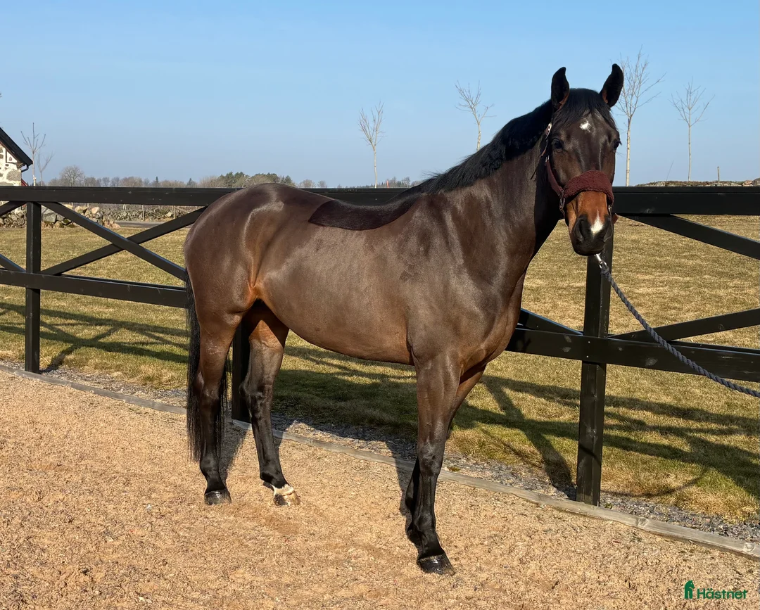 Hoppning hästar till salu: 5 årigt SWB - Annons 1