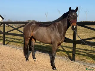 hästar 5 årigt SWB - Annons 4