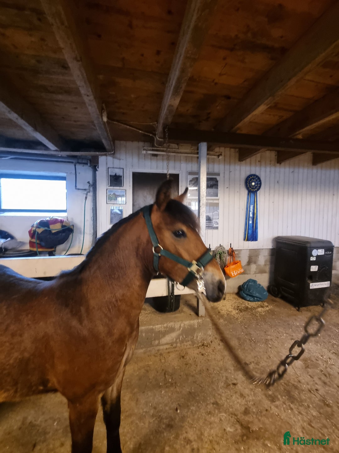 Allround hästar till salu: Framtids ponny för sporten  i Hörby - Annons 7