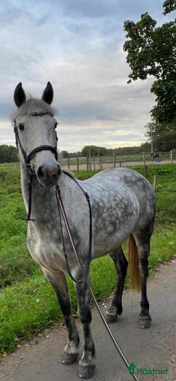  hästar Trevligt D-ponny sto - Annons 4