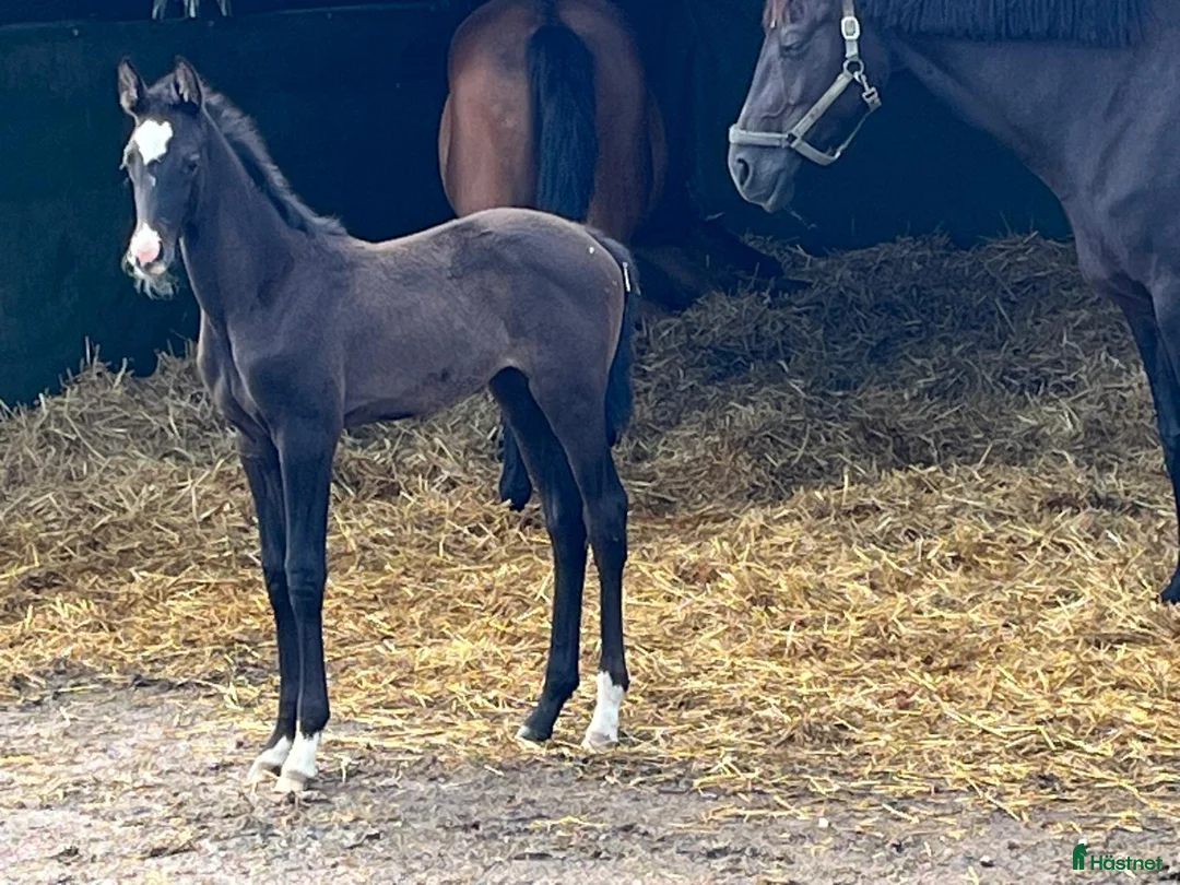 Avelshästar hästar till salu: Toppsto för dressyravel i Habo - Annons 3