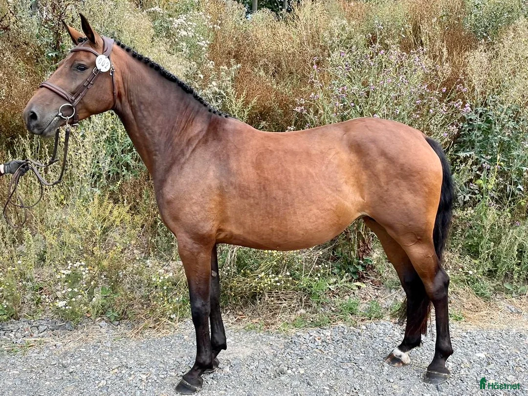 Hoppning hästar till salu: 3st Halvblod.  - Annons 3