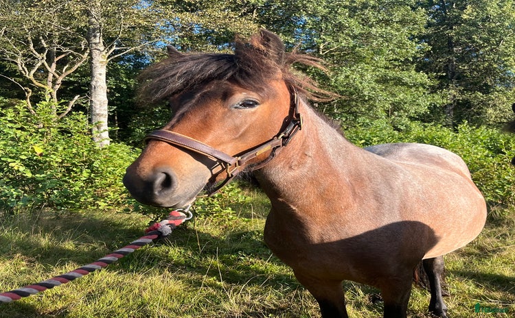  hästar i Fjärås - Annons 6