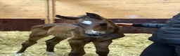 Fälttävlan hästar till salu: Fälttävlan eller hoppning 🐎 - Annons 1
