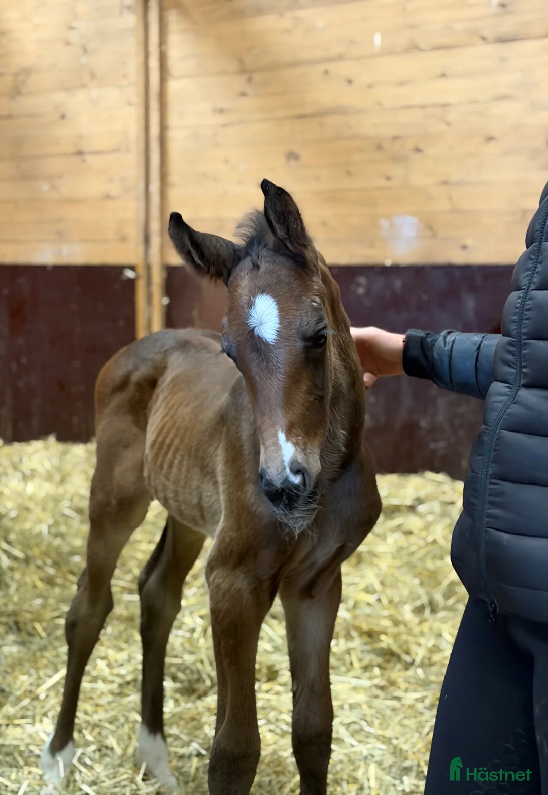 Fälttävlan hästar till salu: Fälttävlan eller hoppning 🐎 - Annons 1